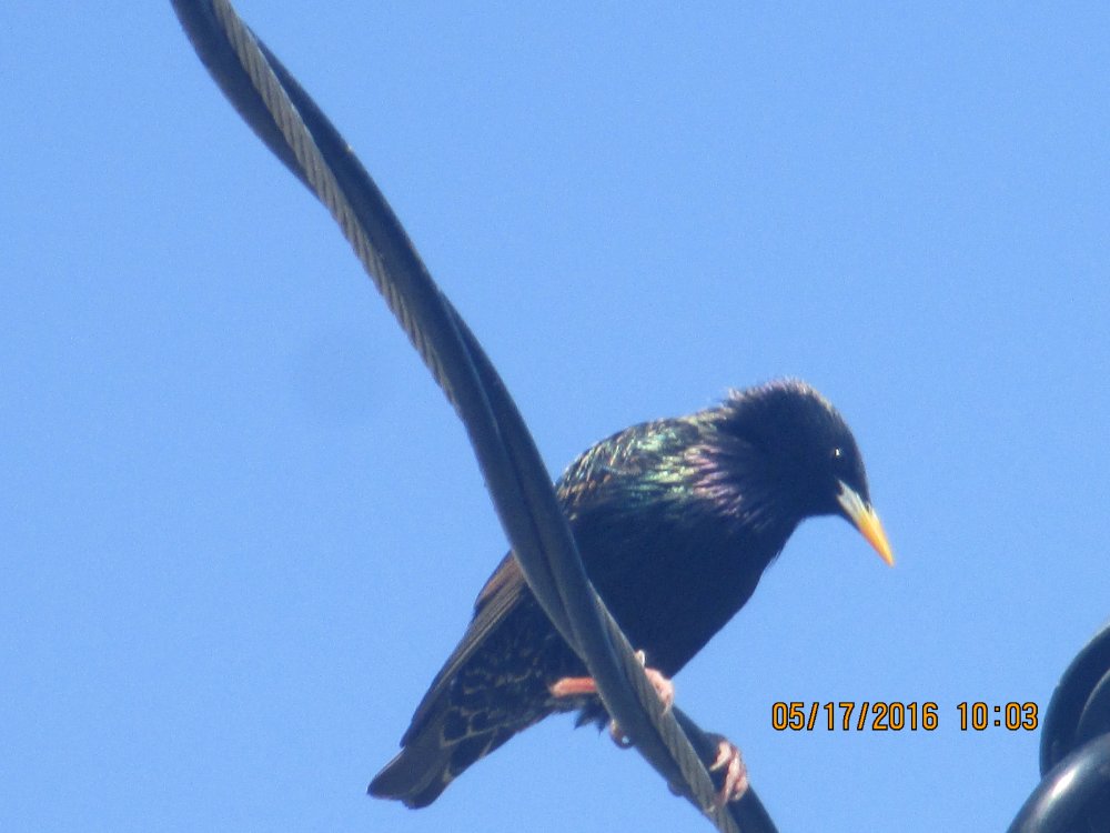 another bird.JPG