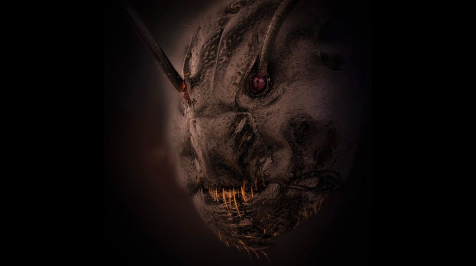 ant-face.jpg