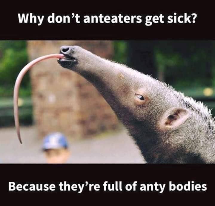 anteaters not sick.jpg