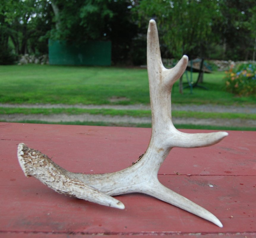 antler jpg.jpg