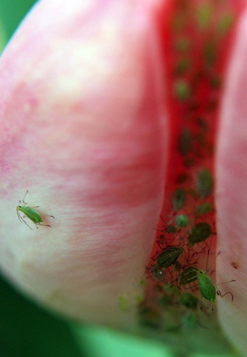 aphid.jpg