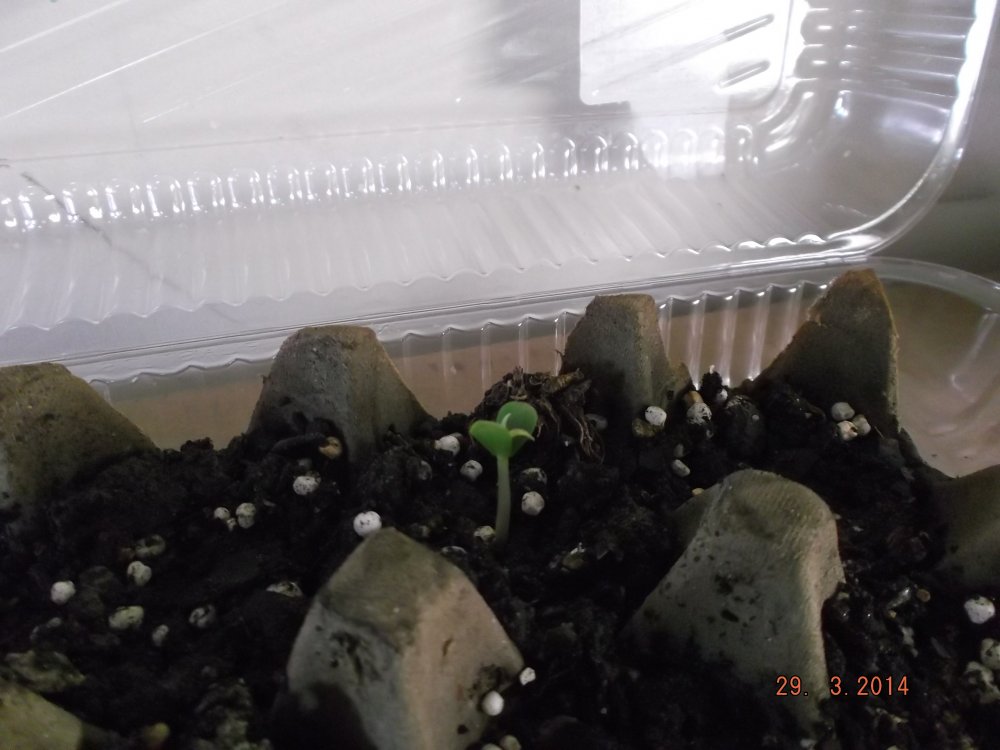 apple seed 2014.JPG