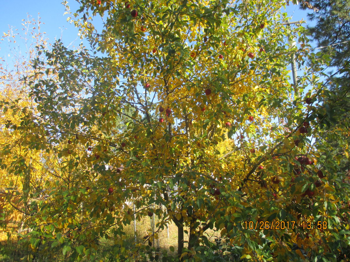 apple tree.JPG