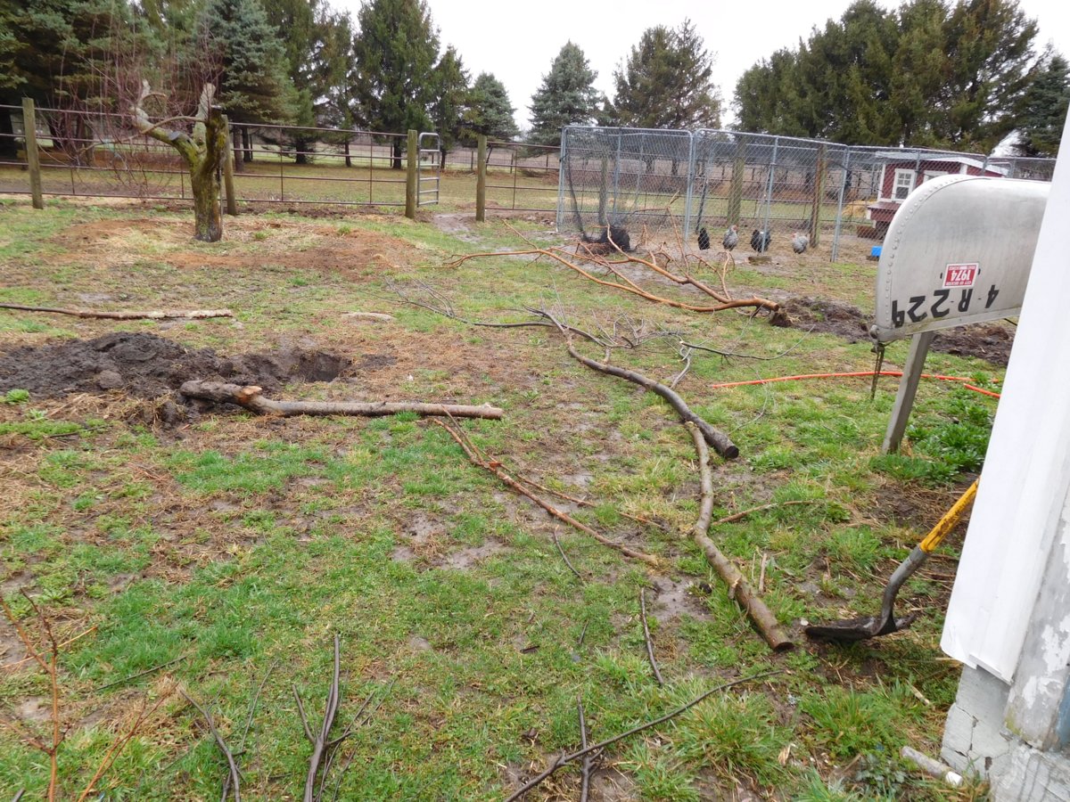 Apple tree planting, 03-30-19, #1.jpg