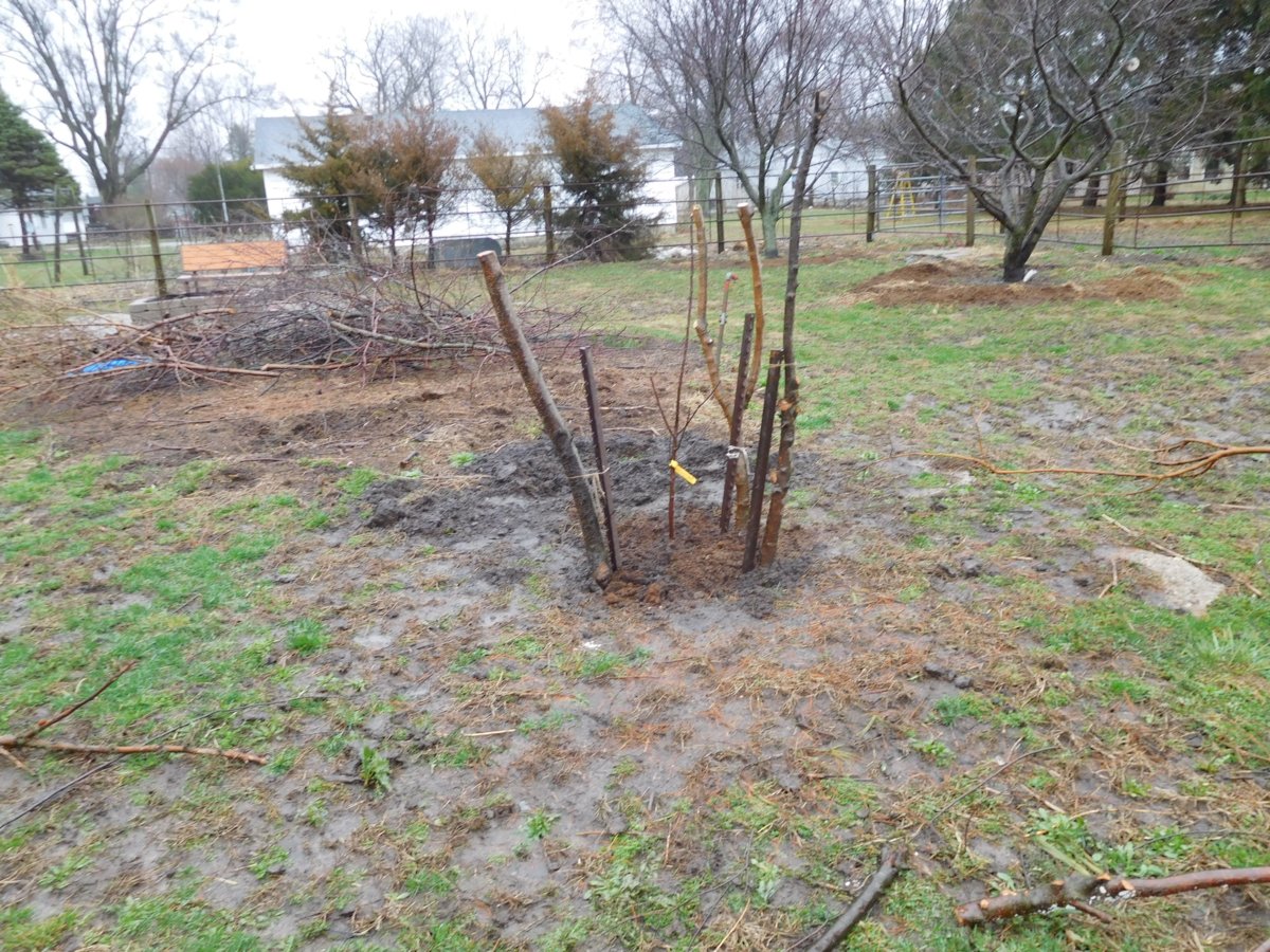 Apple tree planting, 03-30-19, #10.jpg