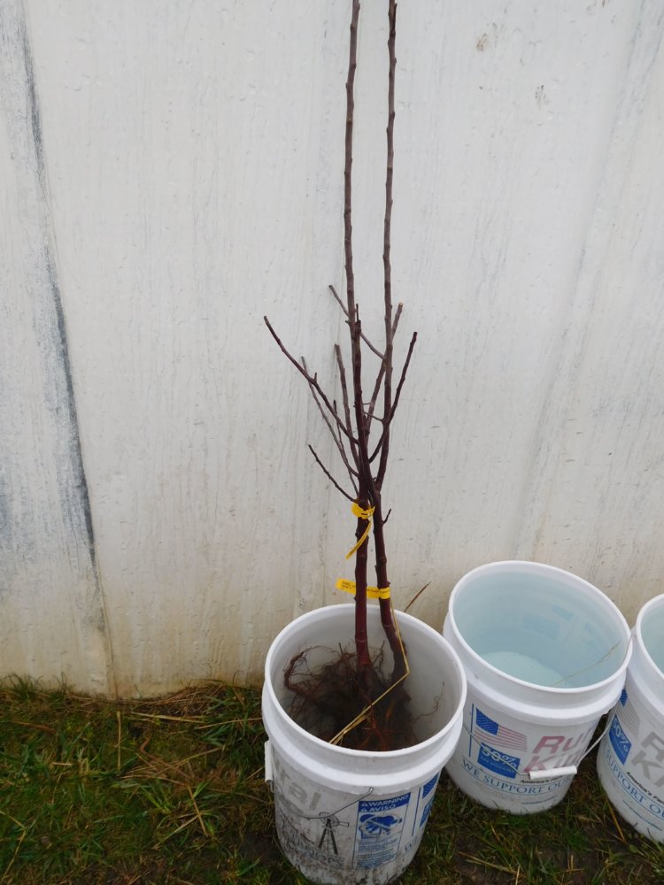 Apple tree planting, 03-30-19, #4.jpg