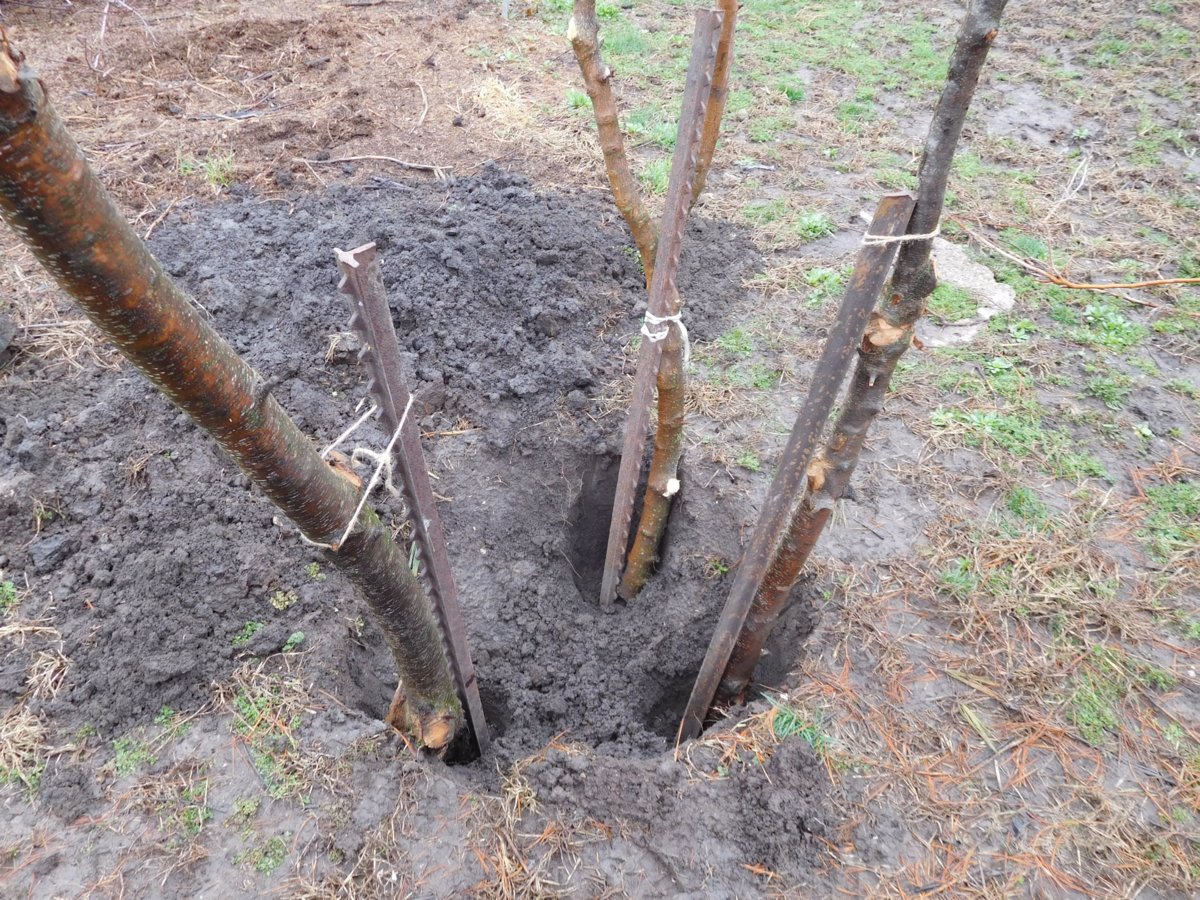 Apple tree planting, 03-30-19, #5.jpg