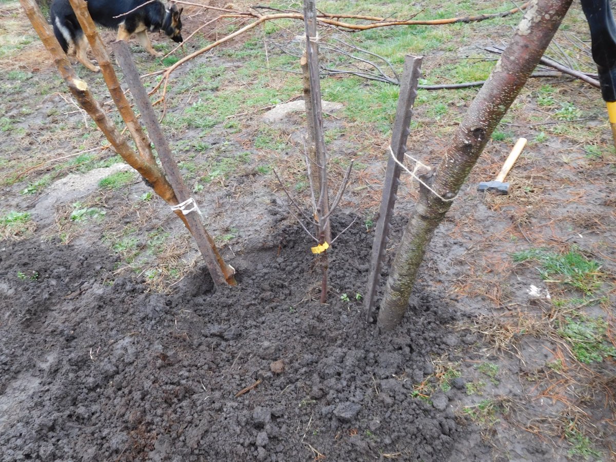 Apple tree planting, 03-30-19, #6.jpg