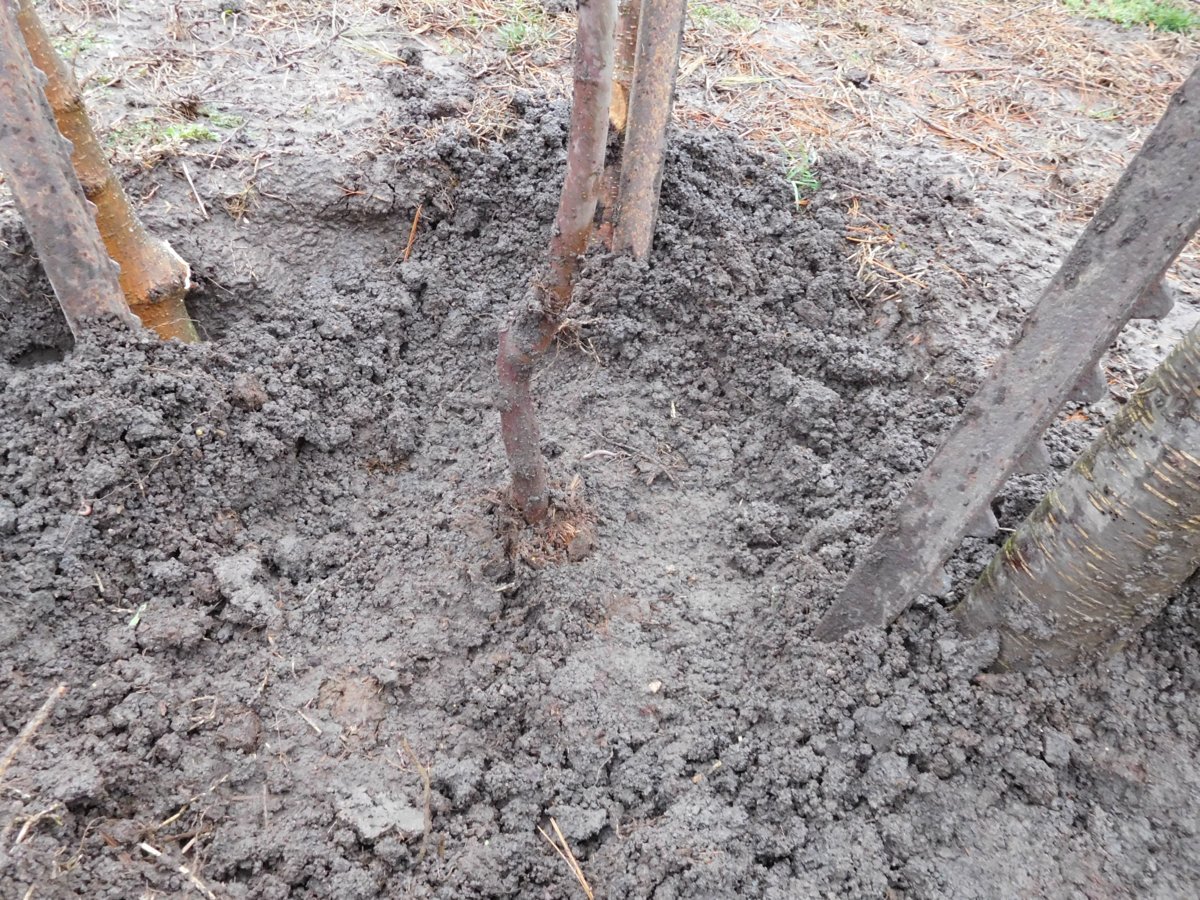 Apple tree planting, 03-30-19, #7.jpg