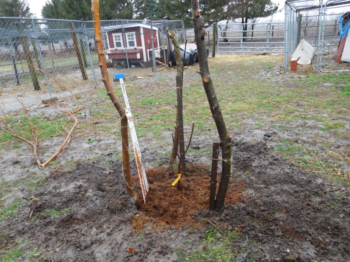 Apple tree planting, 03-30-19, #9.jpg
