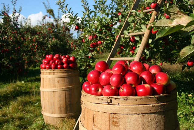 Apple Tree Apple Tree