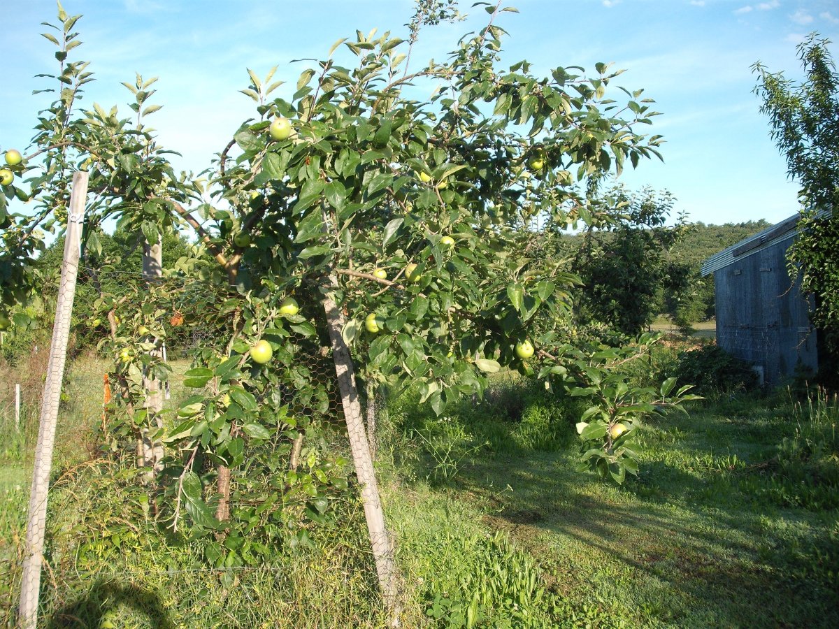 Apples.JPG
