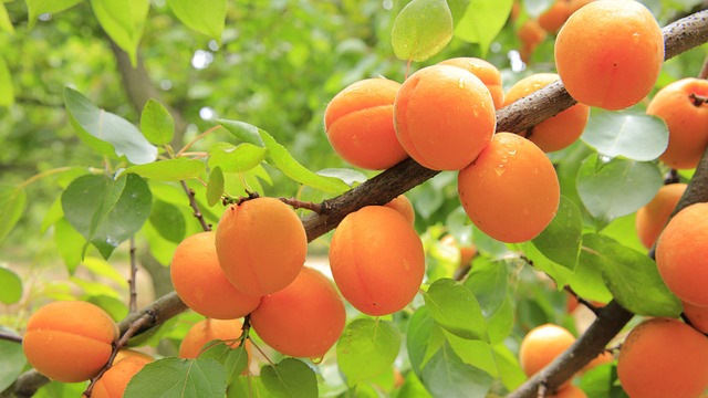Apricot Tree Apricot Tree