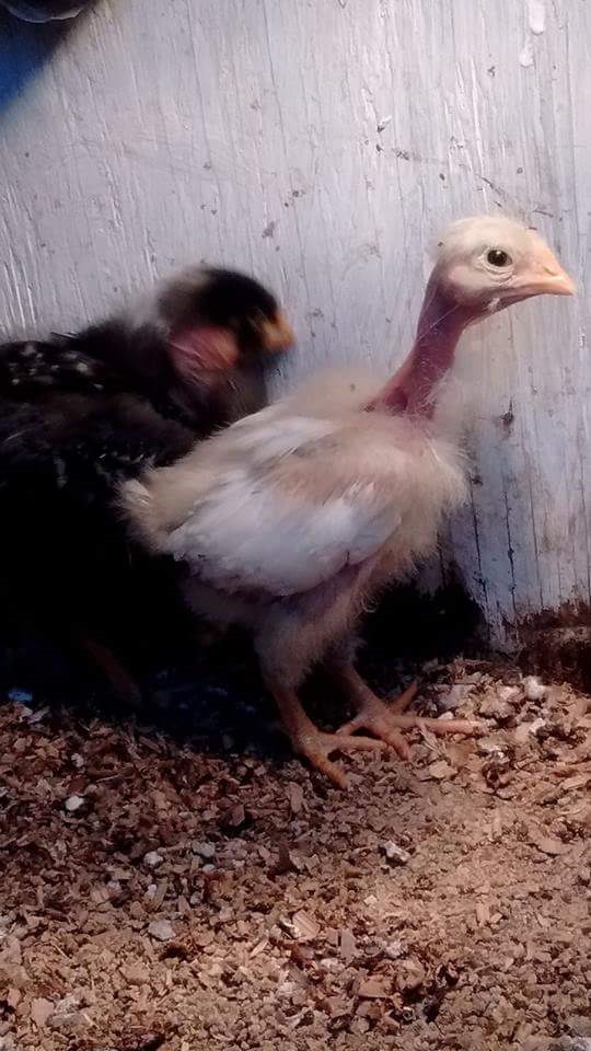 april 2017 turkin - stinkeye.jpg