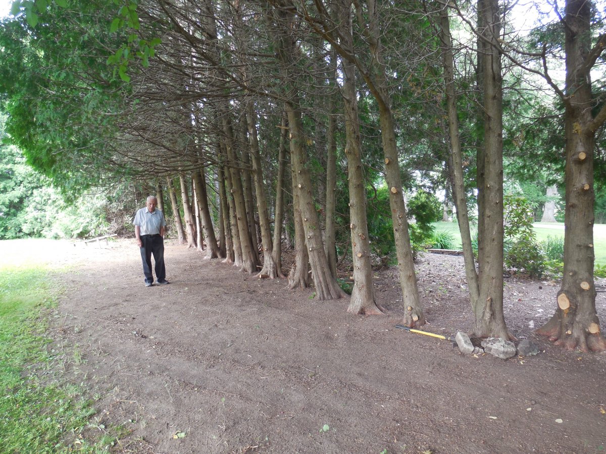 arborvitae cleaned out.JPG