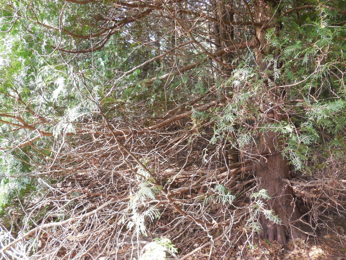arborvitae mess inside.JPG