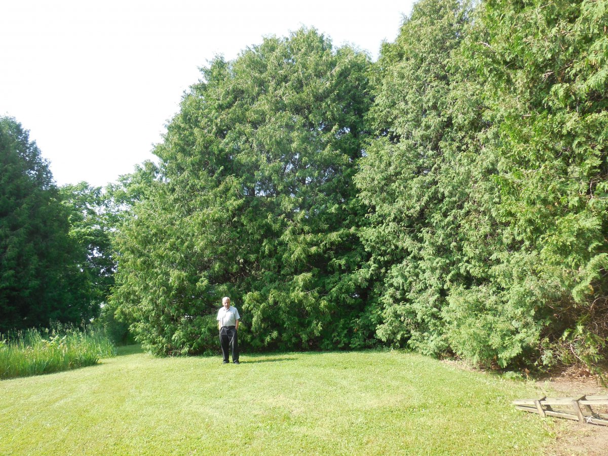arborvitae1.JPG