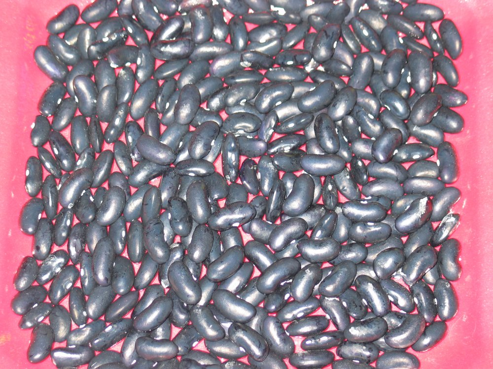 Armenian Giant Black #1.jpg