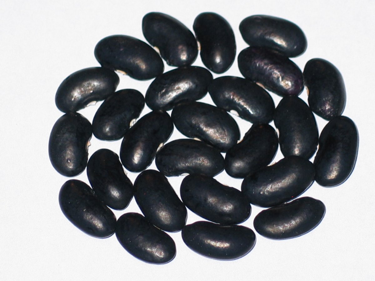 Armenian Giant Black #2.JPG