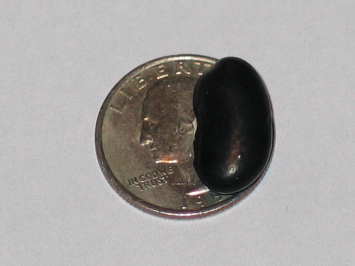 Armenian Giant Black #3.JPG