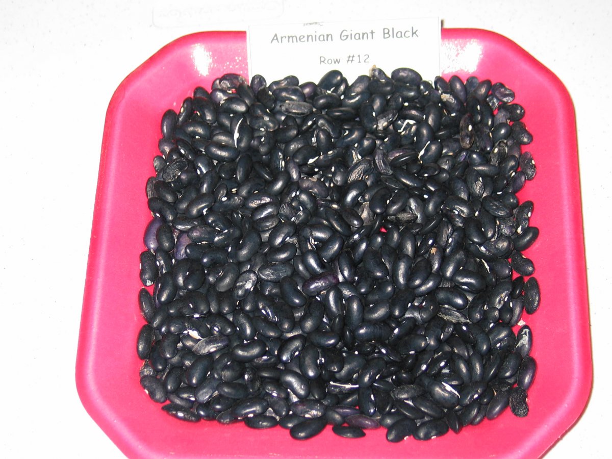 Armenian Giant Black Tray - 17.85.JPG