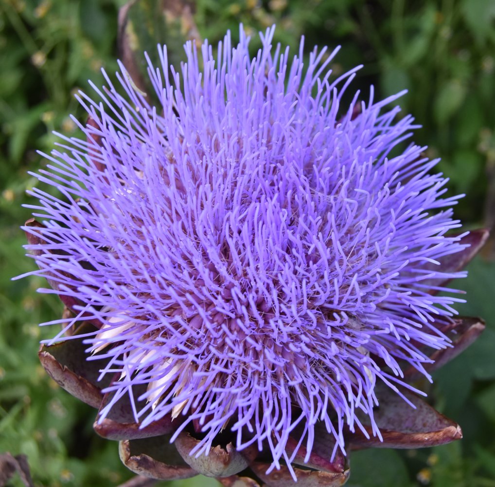 artichoke flower.jpg