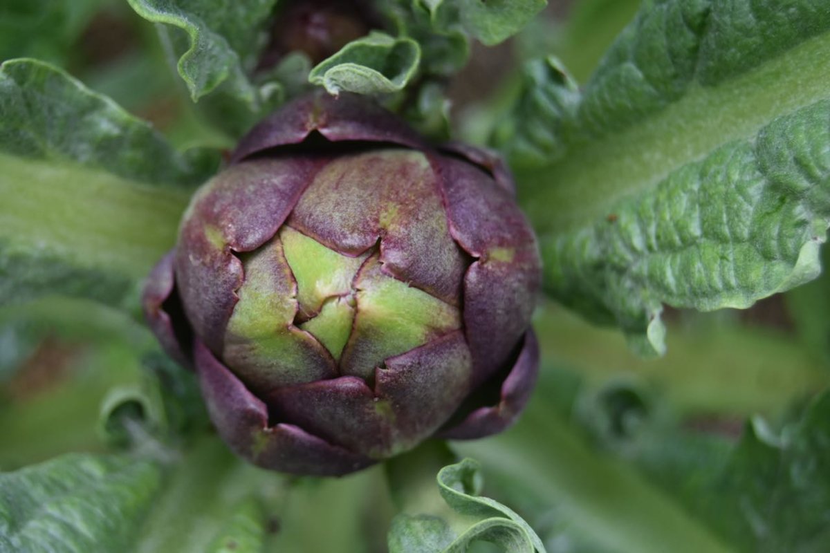 artichoke.jpg