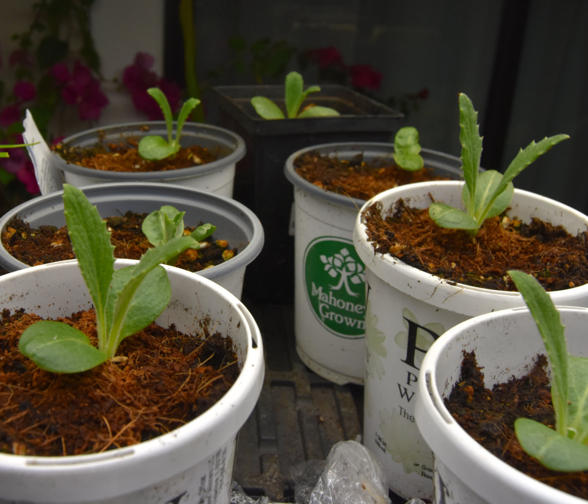 artichoke plants.jpg