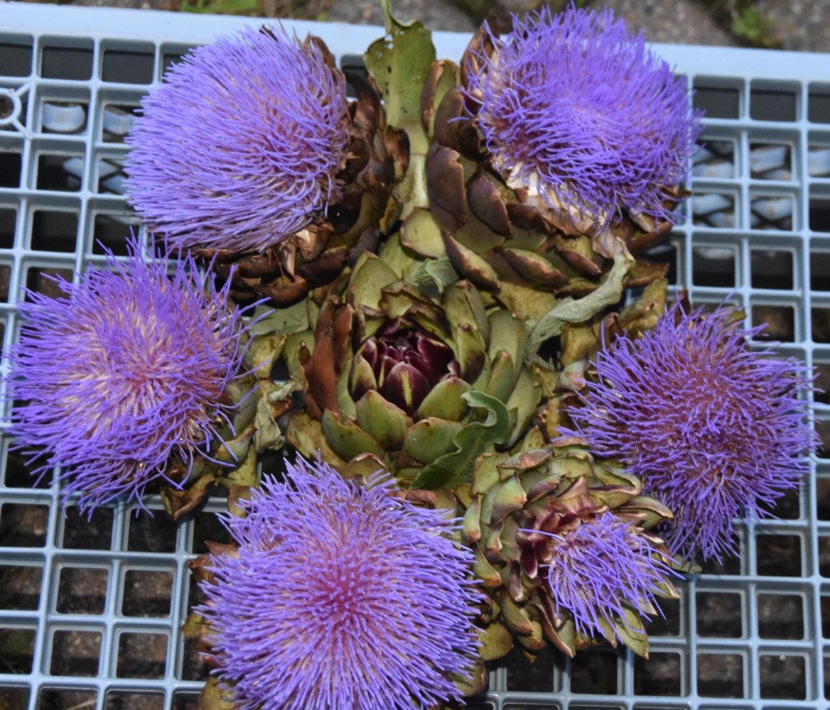 artichokes.jpg