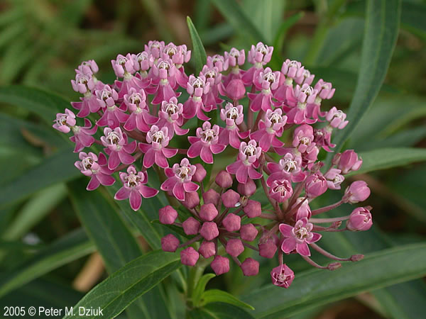 asclepias-incarnata_4127869.jpg