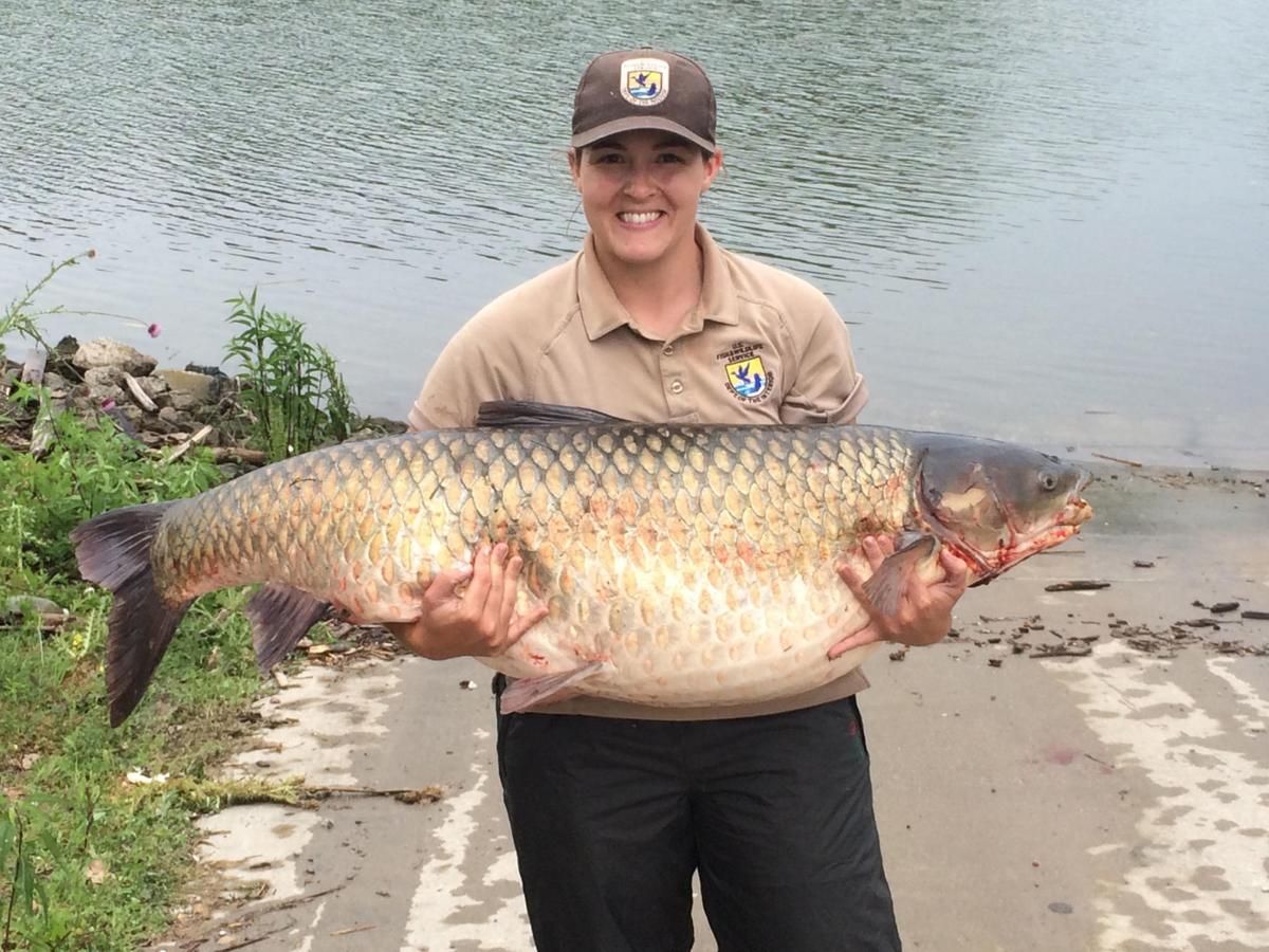 Asian Carp.jpg