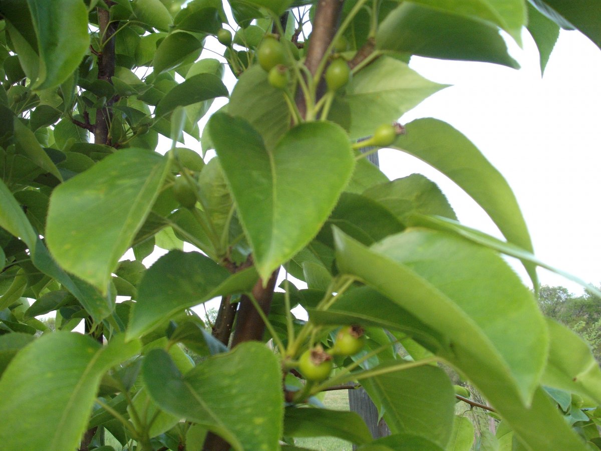 Asian Pear.JPG