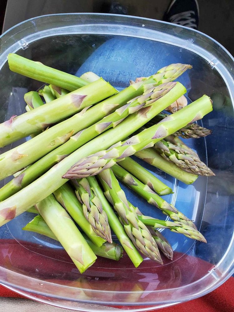 Asparagus, 04-19-24.jpg
