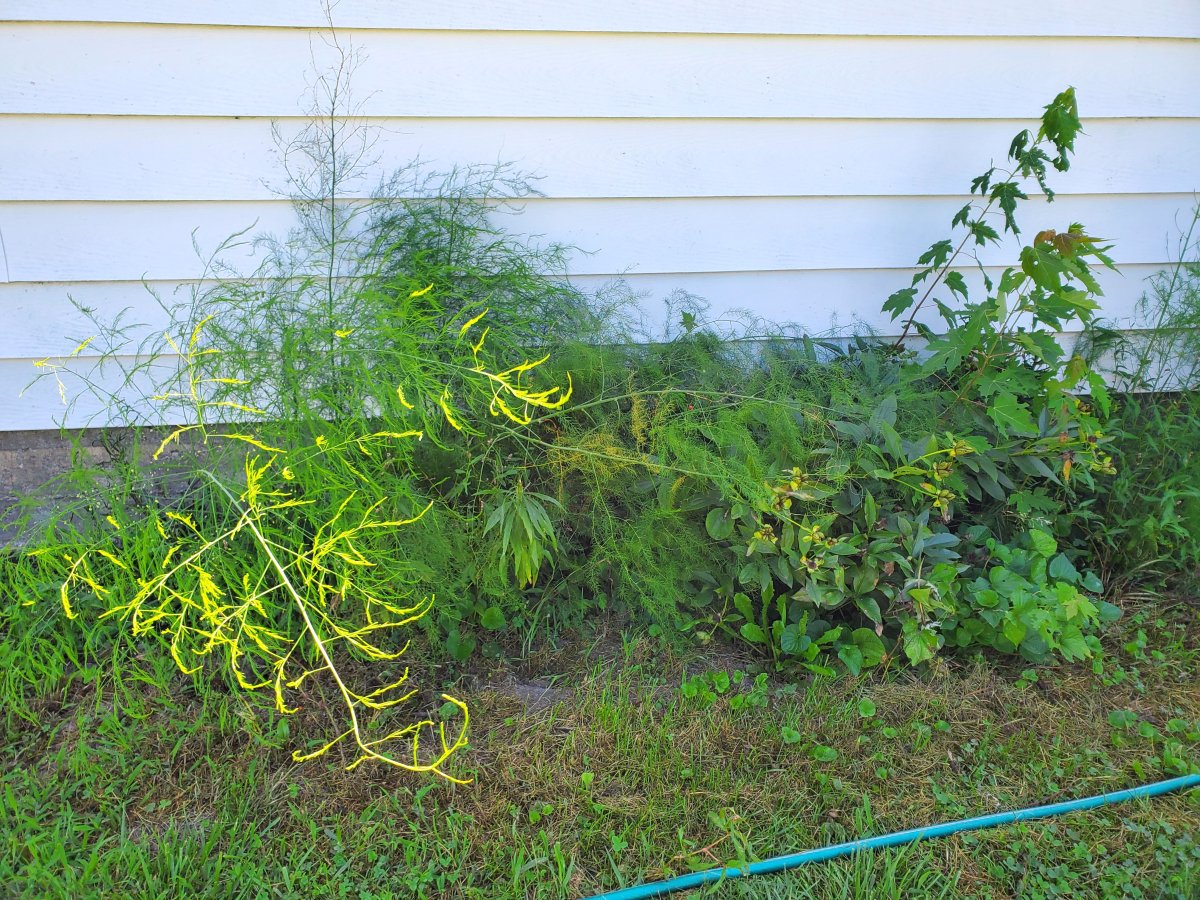 Asparagus, 07-29-22.jpg