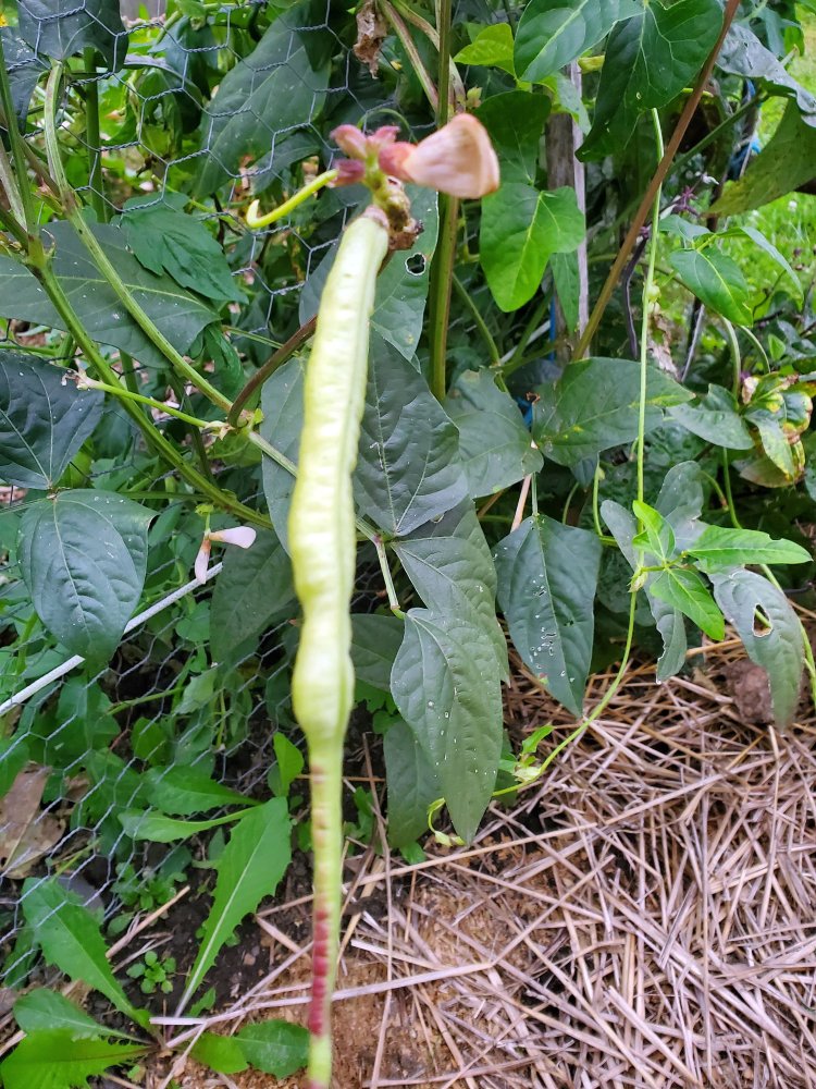 Asparagus bean-Cowpea shoot, 09-12-22.jpg