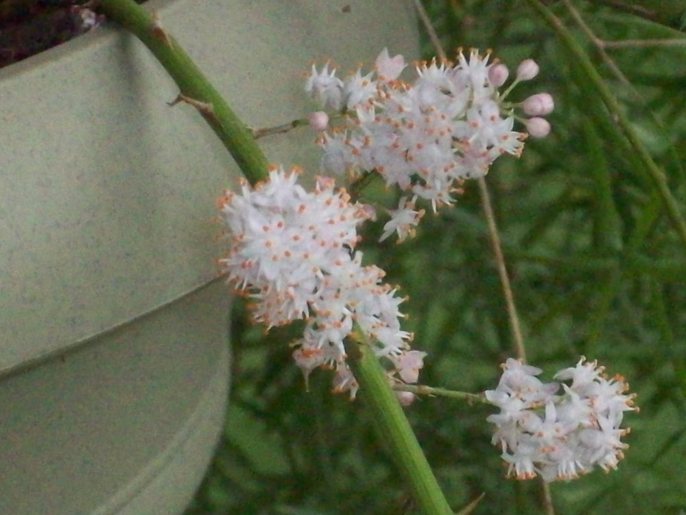 Asparagus fern boom (2).JPG