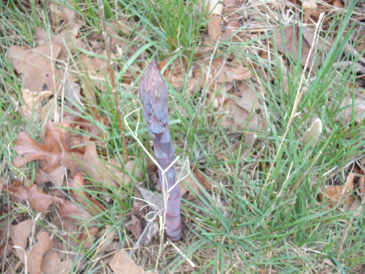 Asparagus.JPG
