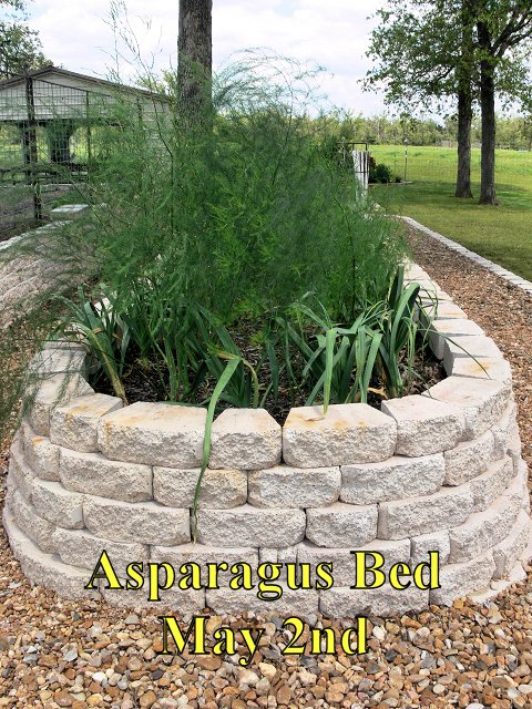 Asparagus_050216.jpg