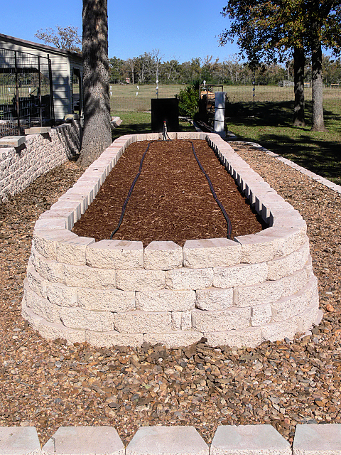 asparagus_bed_112514-jpg.5268