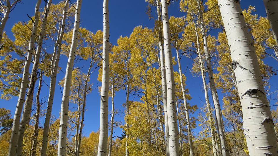 aspens.jpg
