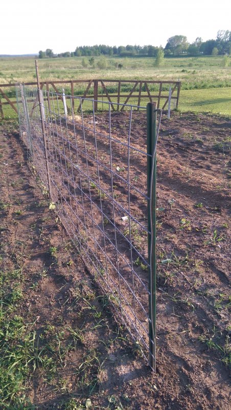 Atomatobeanfence.jpg