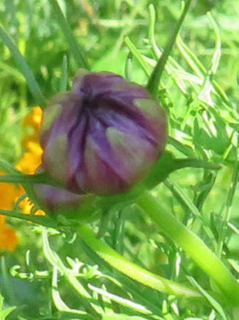 Aug. 2 bud going to open cropped.jpg