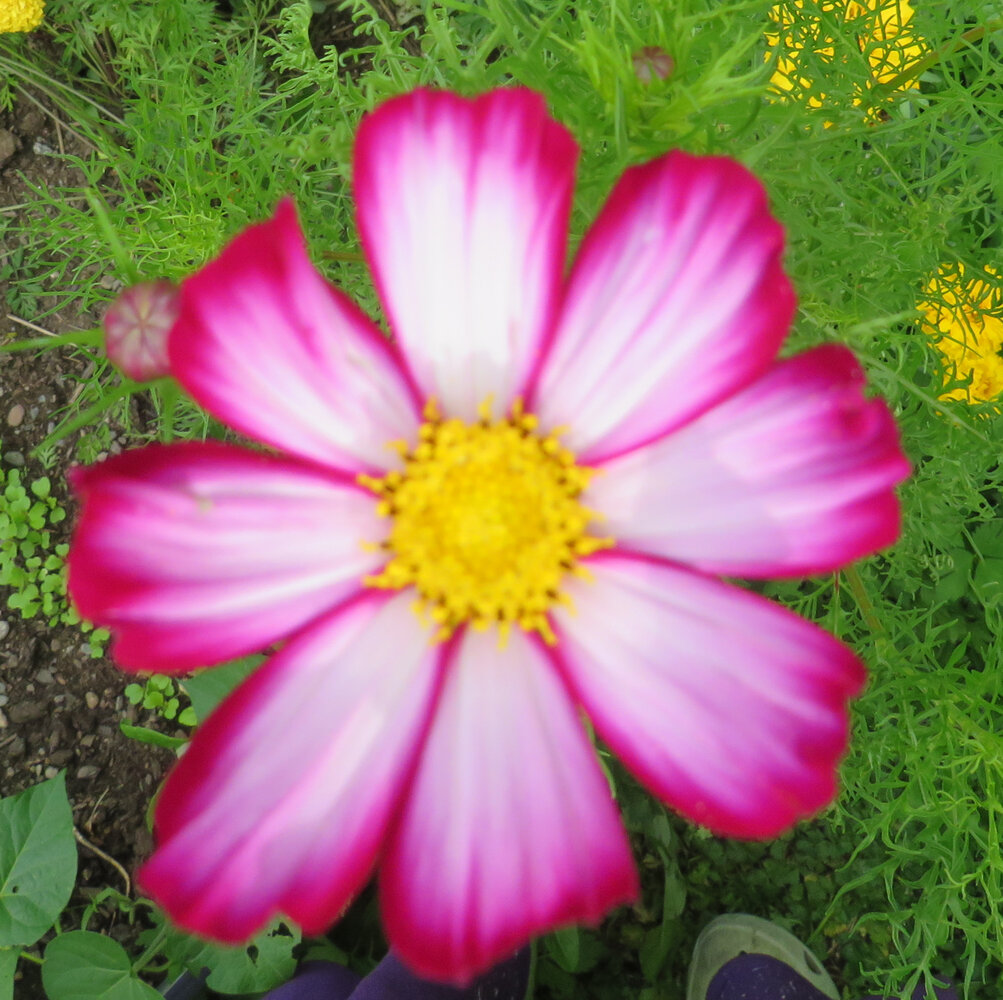 Aug. 5 bud.jpg