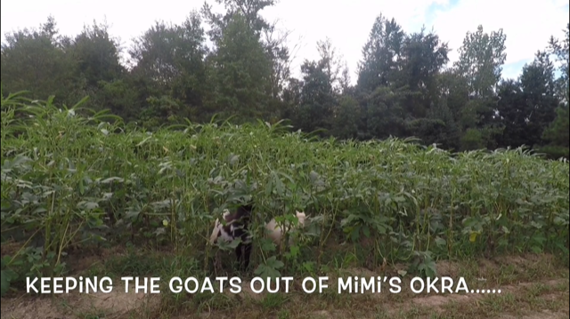 August Okra.png