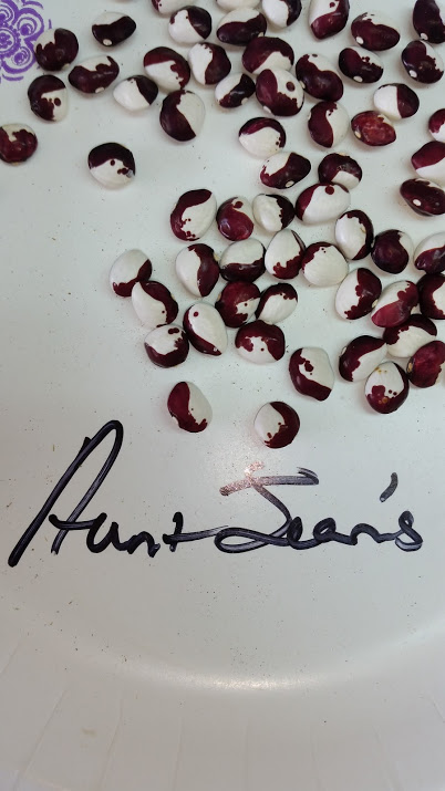 aunt jeans seed.jpg