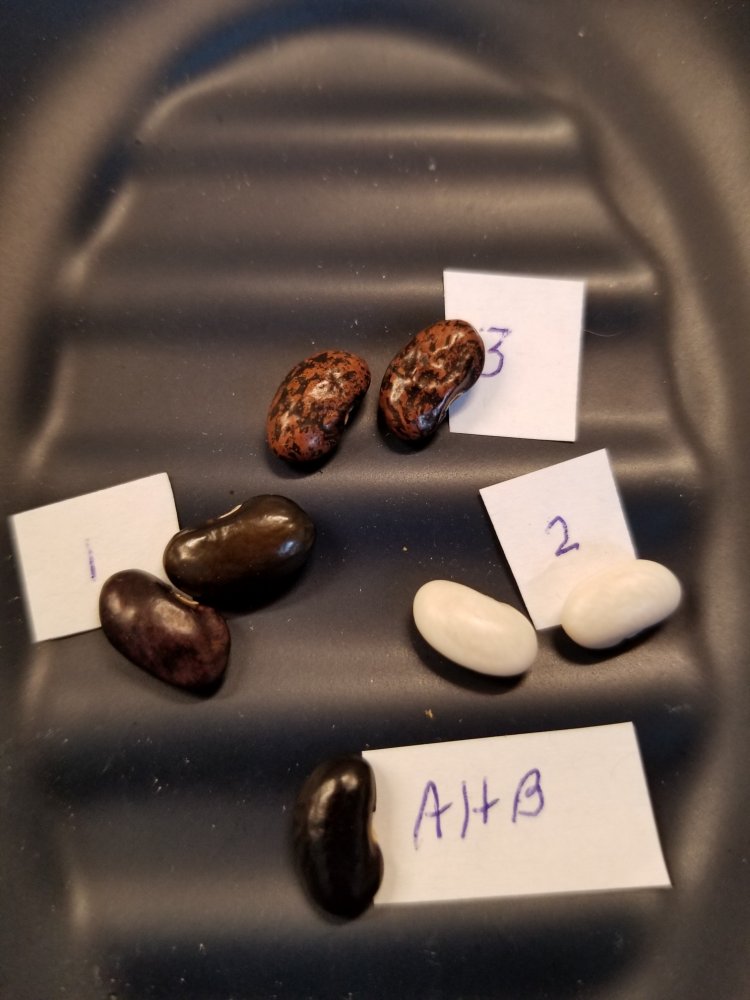 Ausmus Holler Beans.jpg