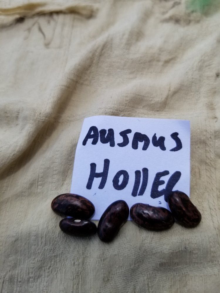 Ausmus Holler.jpg