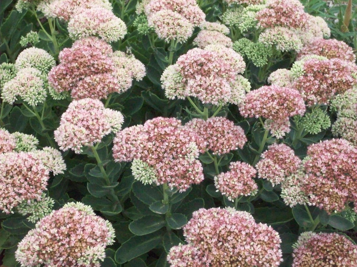 autumn joy sedum.JPG