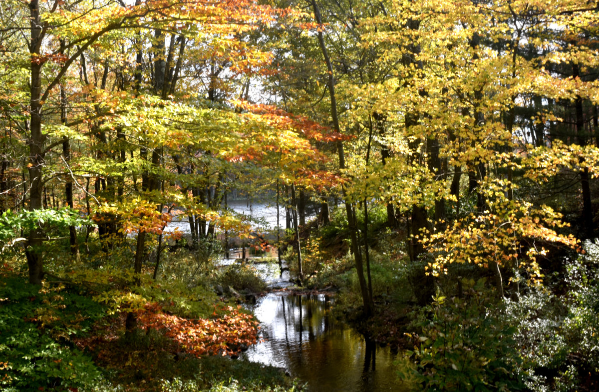Autumn Leaves.jpg
