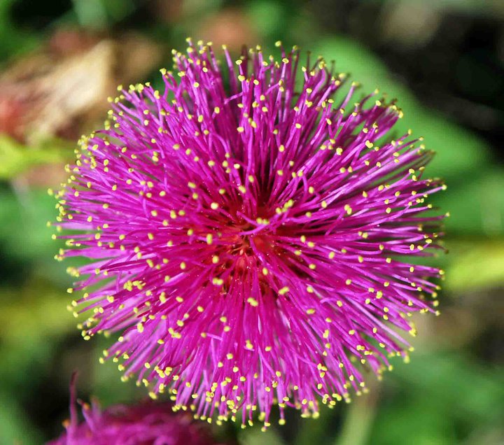 awildflower1.jpg